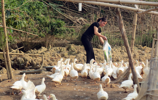 Chị Trần Thị Thiện ở khu 2 mạnh dạn vay vốn đầu tư chăn nuôi phát triển kinh tế, khẳng định vai trò của người phụ nữ trong xây dựng gia đình no ấm, bình đẳng, hạnh phúc.