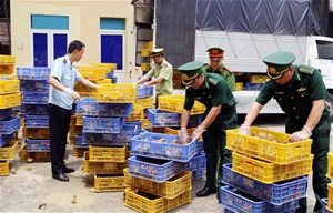 Quảng Ninh: Bắt giữ đối tượng vận chuyển hơn 22.000 con gà giống nhập lậu