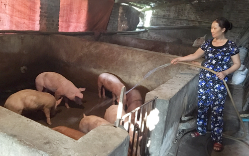 Chị Hương chăm sóc đàn lợn.