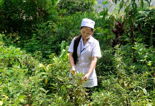 Thầy thuốc Đinh Thị Kim Thoa chăm sóc cây thuốc nam.