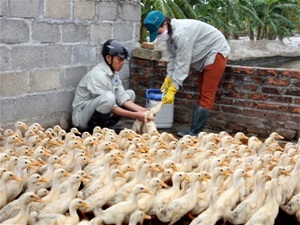 Cúm gia cầm A/H5N6 có khả năng lây sang người quay trở lại Việt Nam