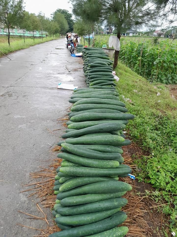 Đồng chí Phó Chủ tịch UBND huyện kiểm tra mô hình trồng bí xanh thơm tại 2  xã Địa Linh Yến Dương  Cổng thông tin UBND Huyện Ba Bể